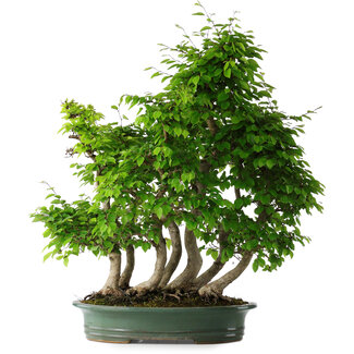 Carpinus coreana, 70 cm, ± 30 jaar oud