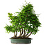 Carpinus coreana, 70 cm, ± 30 ans