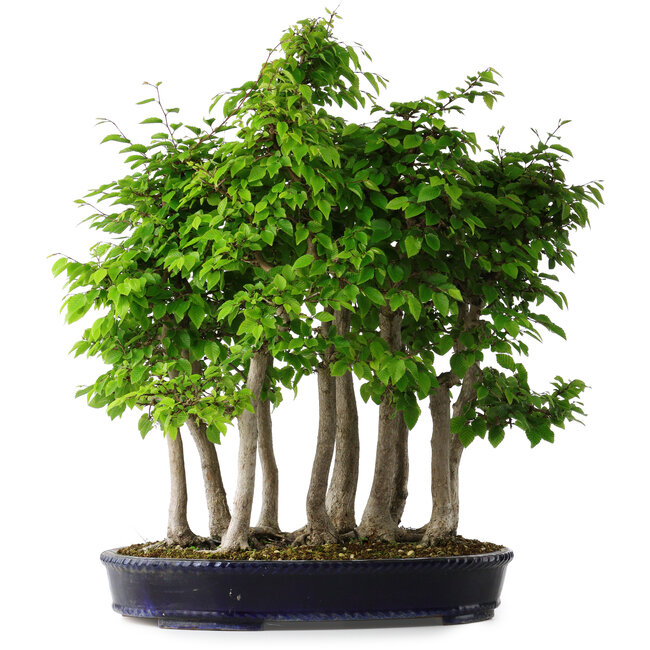 Carpinus coreana, 68 cm, ± 30 anni