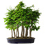 Carpinus coreana, 68 cm, ± 30 Jahre alt