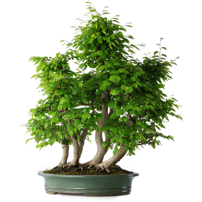 Carpinus coreana, 70 cm, ± 30 ans