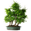 Carpinus coreana, 70 cm, ± 30 years old