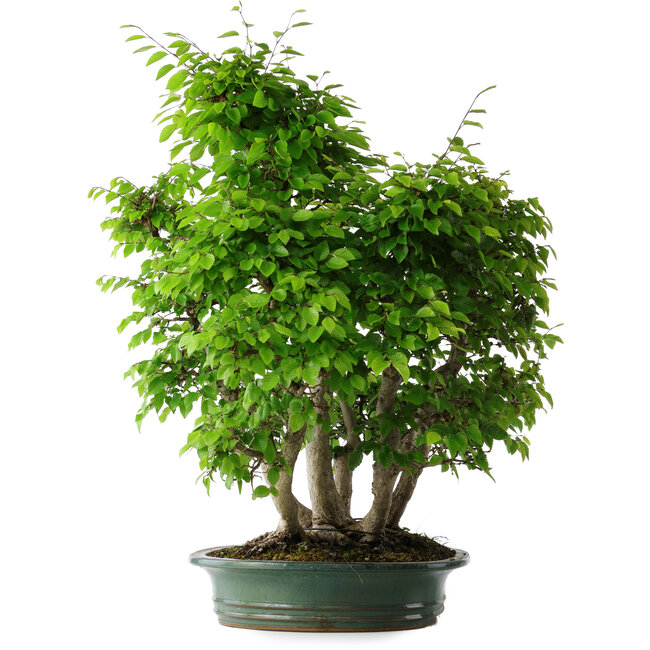 Carpinus coreana, 70 cm, ± 30 años