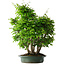 Carpinus coreana, 70 cm, ± 30 years old