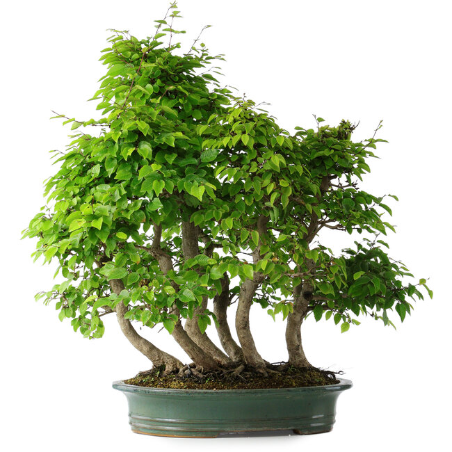 Carpinus coreana, 70 cm, ± 30 anni