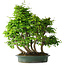 Carpinus coreana, 70 cm, ± 30 Jahre alt