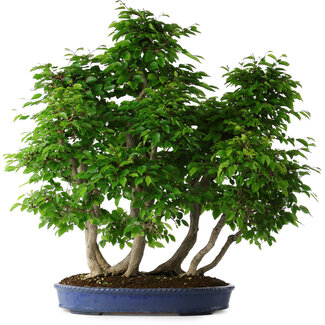 Carpinus coreana, 72 cm, ± 30 jaar oud