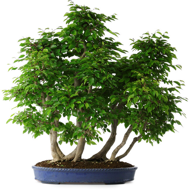 Carpinus coreana, 72 cm, ± 30 jaar oud