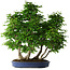 Carpinus coreana, 72 cm, ± 30 jaar oud