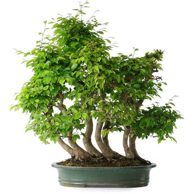 Carpinus coreana, 70 cm, ± 30 ans