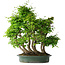 Carpinus coreana, 70 cm, ± 30 years old