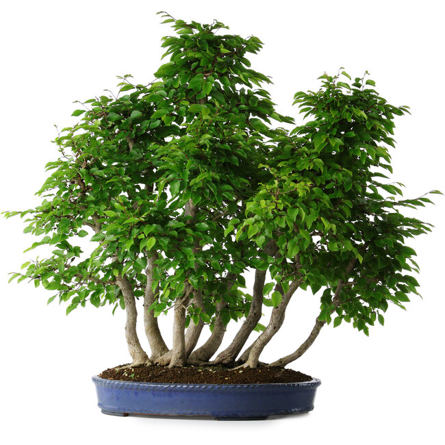 Carpinus coreana, 72 cm, ± 30 ans