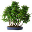 Carpinus coreana, 72 cm, ± 30 anni