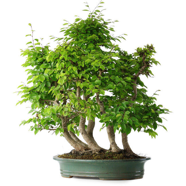 Carpinus coreana, 70 cm, ± 30 años