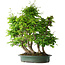 Carpinus coreana, 70 cm, ± 30 years old