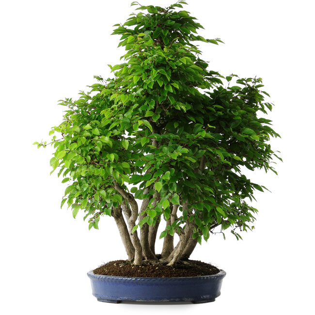 Carpinus coreana, 72 cm, ± 30 Jahre alt