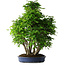 Carpinus coreana, 72 cm, ± 30 anni