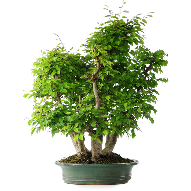 Carpinus coreana, 70 cm, ± 30 años