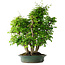 Carpinus coreana, 70 cm, ± 30 years old