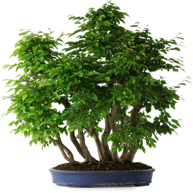 Carpinus coreana, 72 cm, ± 30 ans