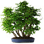 Carpinus coreana, 72 cm, ± 30 ans
