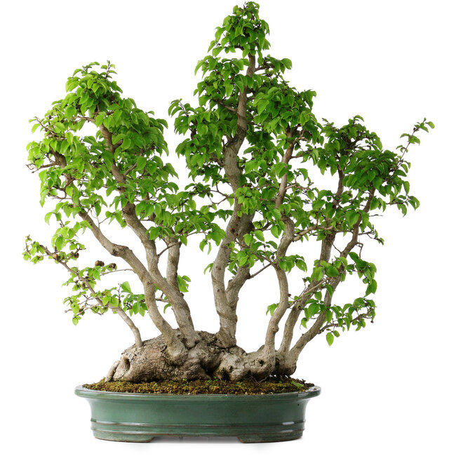 Carpinus coreana, 68 cm, ± 30 years old