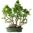 Carpinus coreana, 68 cm, ± 30 ans