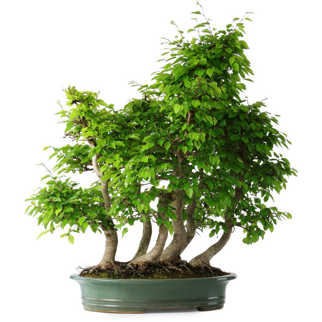 Carpinus coreana, 70 cm, ± 30 ans