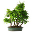 Carpinus coreana, 70 cm, ± 30 years old