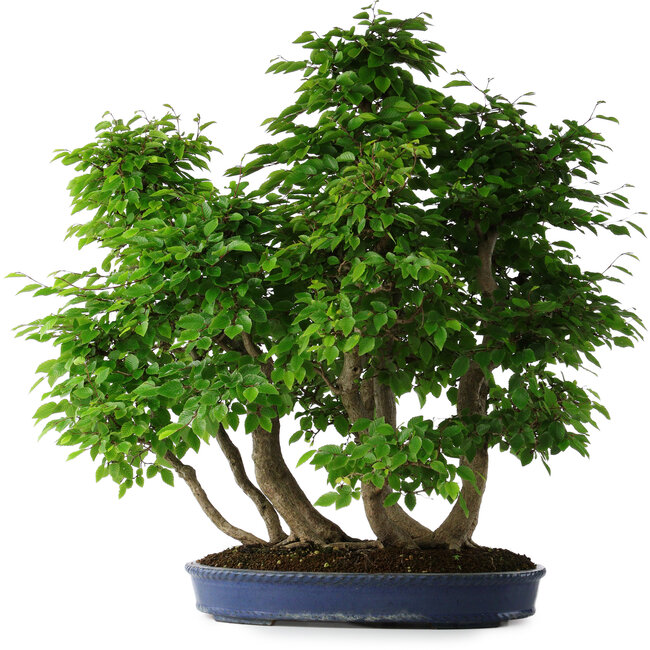 Carpinus coreana, 72 cm, ± 30 jaar oud