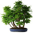 Carpinus coreana, 72 cm, ± 30 Jahre alt