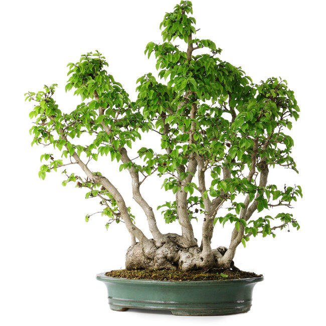 Carpinus coreana, 68 cm, ± 30 jaar oud