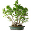 Carpinus coreana, 68 cm, ± 30 years old