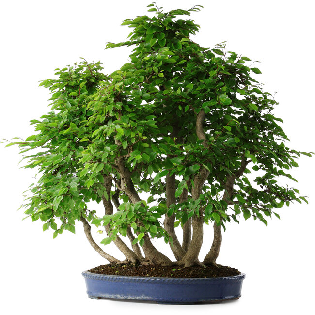 Carpinus coreana, 72 cm, ± 30 Jahre alt