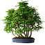 Carpinus coreana, 72 cm, ± 30 anni