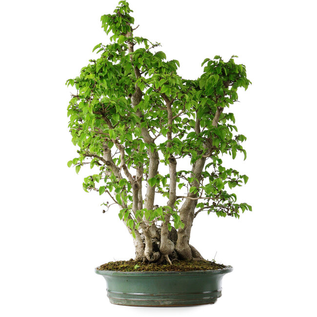 Carpinus coreana, 68 cm, ± 30 años