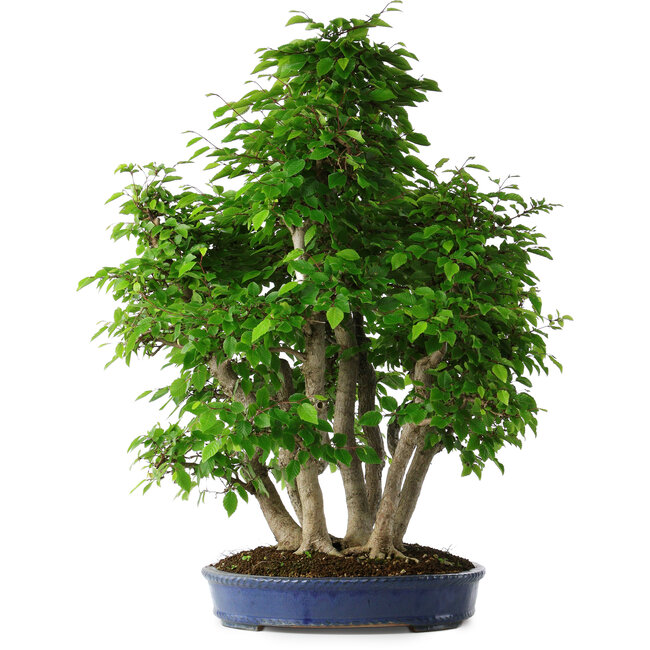 Carpinus coreana, 72 cm, ± 30 years old