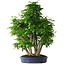 Carpinus coreana, 72 cm, ± 30 years old