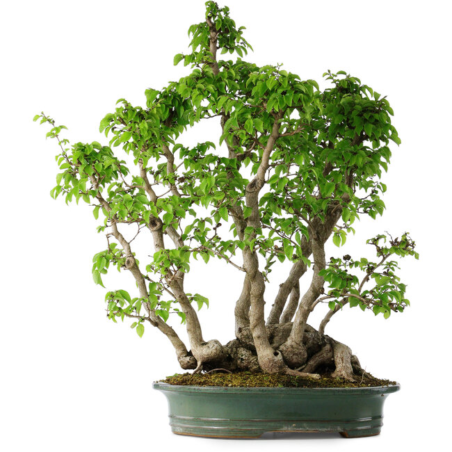 Carpinus coreana, 68 cm, ± 30 anni
