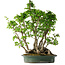 Carpinus coreana, 68 cm, ± 30 Jahre alt