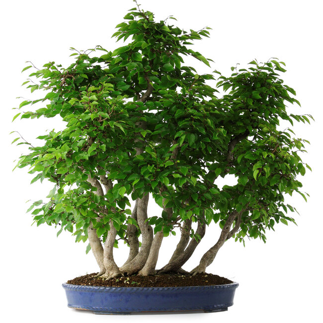 Carpinus coreana, 72 cm, ± 30 anni
