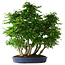 Carpinus coreana, 72 cm, ± 30 years old