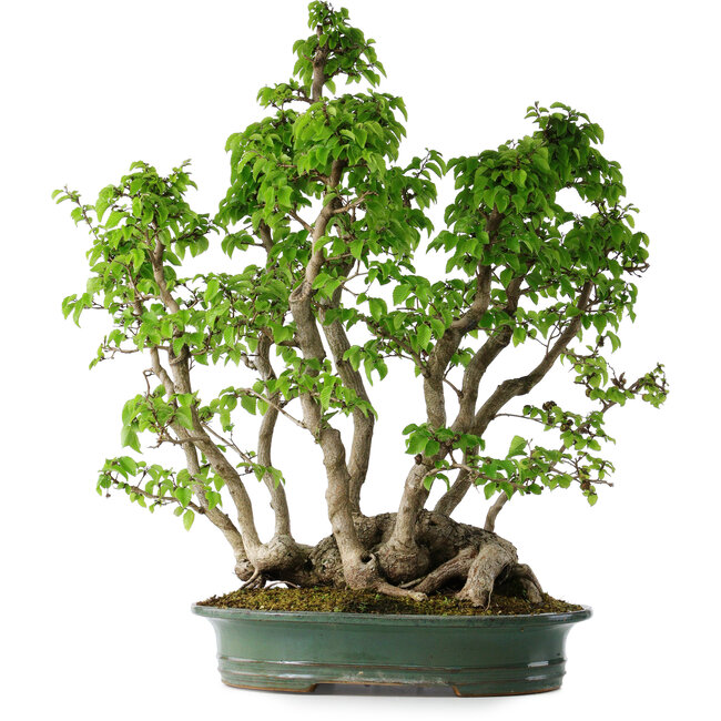 Carpinus coreana, 68 cm, ± 30 Jahre alt