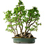 Carpinus coreana, 68 cm, ± 30 years old