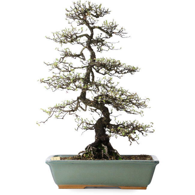 Osteomeles, 62 cm, ± 20 years old, with white flowers and purple to blue berries