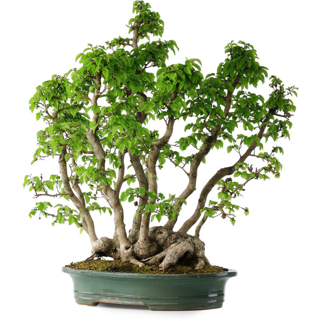Carpinus coreana, 68 cm, ± 30 years old