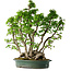Carpinus coreana, 68 cm, ± 30 ans
