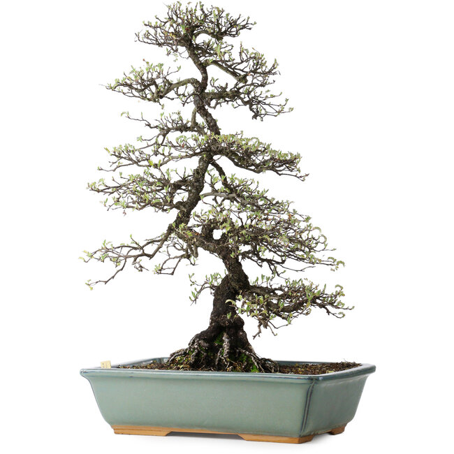 Osteomeles, 62 cm, ± 20 anni, con fiori bianchi e bacche dal viola al blu