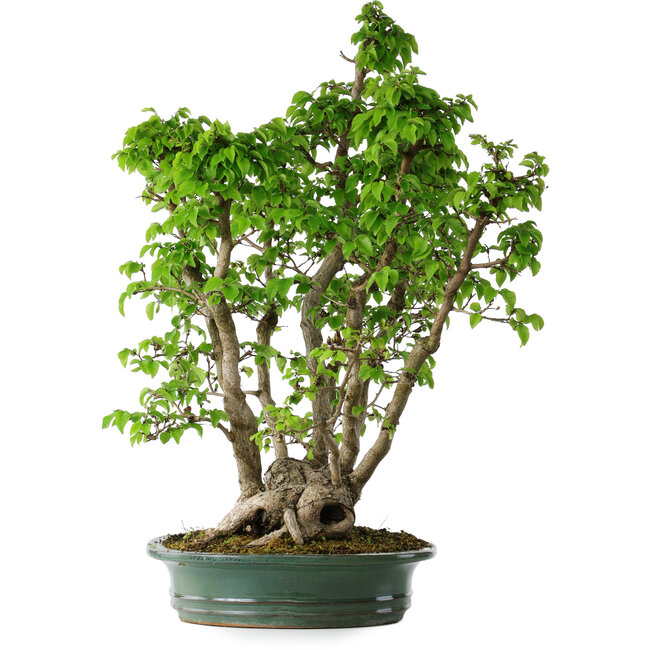 Carpinus coreana, 68 cm, ± 30 years old