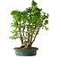 Carpinus coreana, 68 cm, ± 30 ans